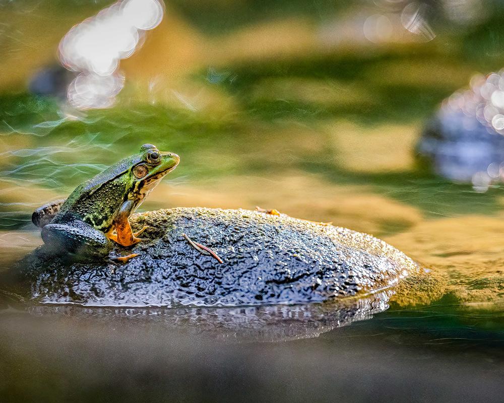 a green frog sits on a rock in a body of water